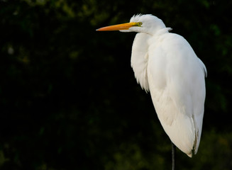 Great White Egret