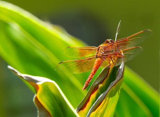 Dragon in the Sun