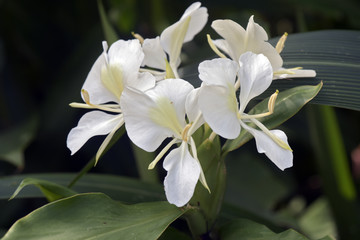 White ginger lily on dark forest background