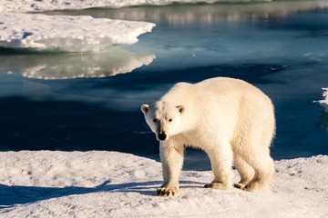 Beautiful polar bear in Arctic sea ice landscape