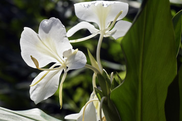 White ginger lily on dark forest background