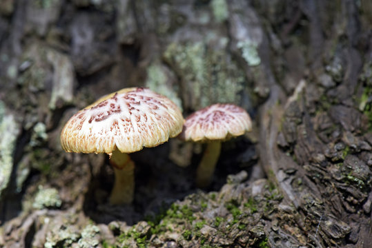Fungus sighted in Atlantic Rainforest