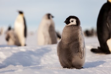 Life of an Emperor penguin in the big colony (with chicks!))
