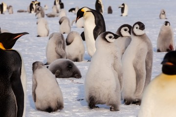 Cute Emperor penguin colony with chicks