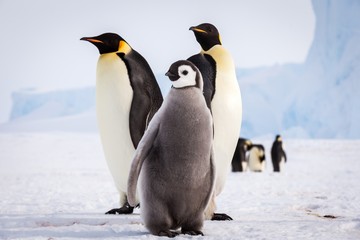 Cute Emperor penguin family