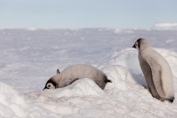 Cute Emperor penguin chicks sliding over ice