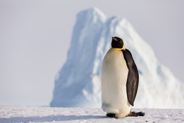Cute Emperor penguin in front of iceberg