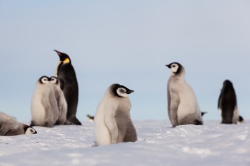Fototapeta na wymiar Cute Emperor penguin chicks