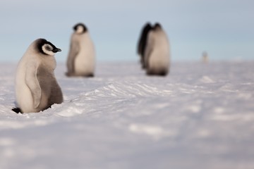 Cute Emperor penguin chicks