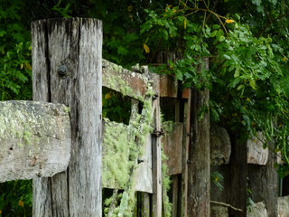 Old Farm Gate, Northern Rivers, N.S.W.