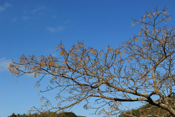 センダンの木と実