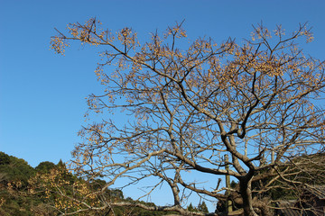 センダンの木と実