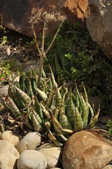 Plants, flowers and trees of the cedarberg, Western Cape, South Africa