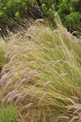 Plants and Rock formations of Deer Park on Table Mountain, Western Cape, South Africa