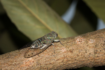 This is a photo of one kind of cicada, was taken in XiaMen botanical garden, China.