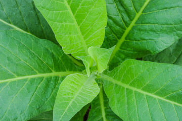 Blooming tobacco plants with leaves