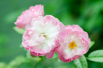 Pink roses flower blossom in a garden,Valentine day
