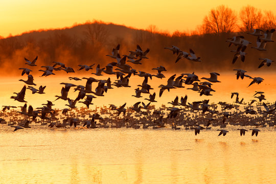 Snow Geese Flying over a misty lake at sunrise in Lancaster County, Pennsylvania, USA.