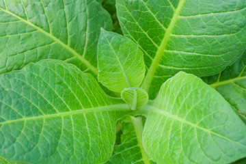 Blooming tobacco plants with leaves