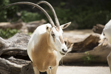 Scimitar Oryx