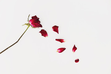 Naklejka premium Wyblakłe płatki róży dmuchającej na białym tle