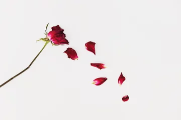 Photo sur Aluminium Roses Pétales de fleur de rose soufflée fanée, sur fond blanc