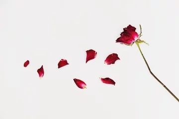 Crédence de cuisine en verre imprimé Roses Pétales de fleur de rose soufflée fanée, sur fond blanc