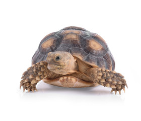 Turtle isolated on white