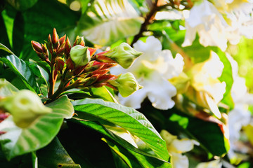 White flowers