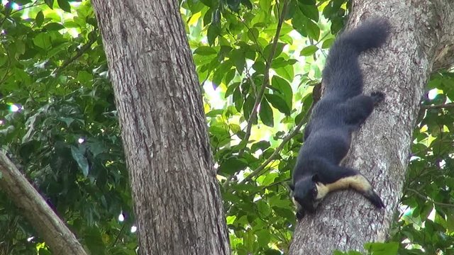 A Giant Black Malayan Squirrel (Ratufa bicolor) rests in the branches of a jungle tree.