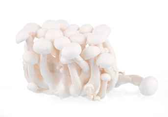 shimeji white mushrooms on white background.