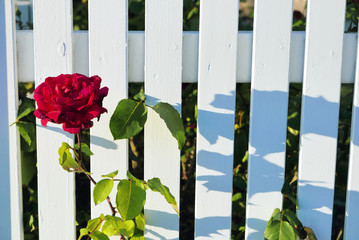 白い柵と赤い薔薇