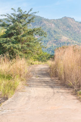 Fototapeta na wymiar the road in jungle with dry brown reeds