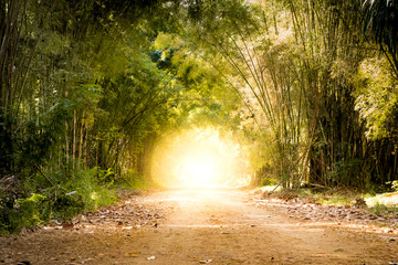 road through bamboo forest and light end the end of tunnel - concept