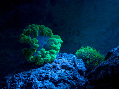 Plerogyra sinuosa, bubble coral. Star polyp, Clavularia. Reef tank, marine aquarium. Fragment of blue aquarium full of plants. A tank filled with water for keeping live underwater animals. Night view.