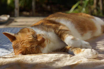 眠る茶猫