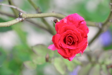 red rose on the branch in the garden