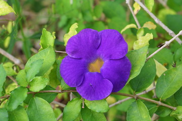 Close up flower purple Thunbergia erecta (Benth.) Anderson