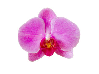 Fototapeta na wymiar Orchid flower isolated on white with clipping path, die cut beautiful Phalaenopsis Orchids