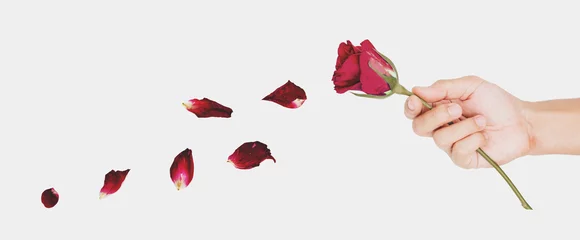 Crédence de cuisine en verre imprimé Roses Hand holding faded rose flower, with petals blowing, vintage tone