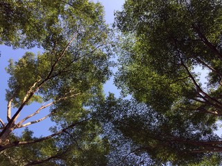 Obraz premium Sky through trees