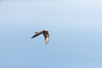 チゴハヤブサ,ハヤブサ目,ハヤブサ科,ハヤブサ属