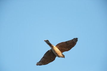 ツミ,タカ目タカ科ハイタカ属