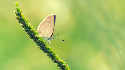 Butterfly seating on wild flower in green nature background