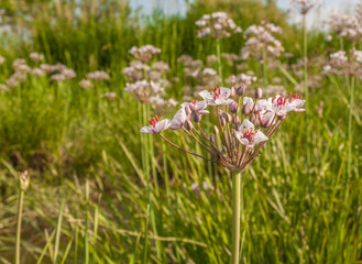 Butomus umbellatus