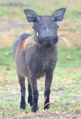 warthog