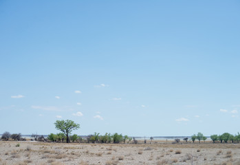 Etosha park
