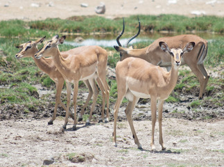 antelopes impala