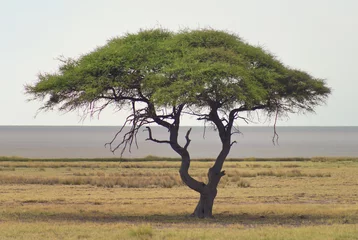 Foto op Plexiglas african landscape © rufar