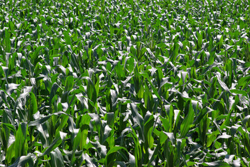 Obraz premium トウモロコシ畑